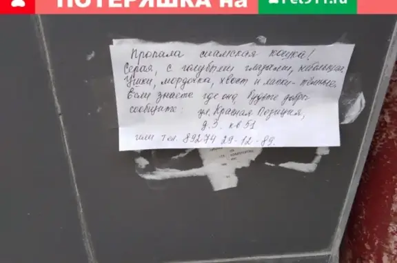 Пропала сиамская кошка на ул. Красной Позиции в Казани