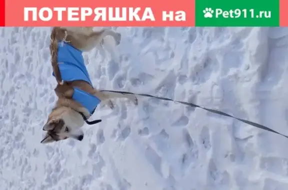Пропала собака Акира, Хаски, Норильск, Россия.
