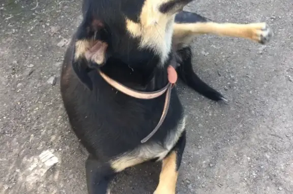 Найдена собака в Тогучине