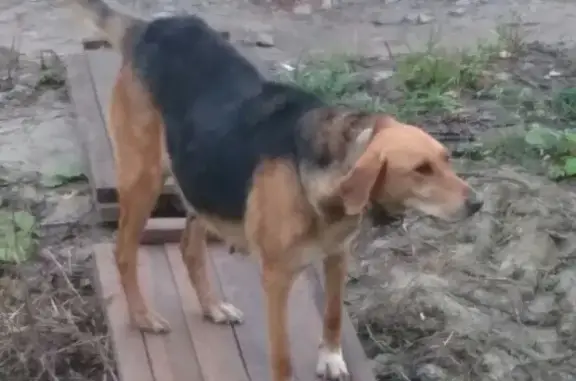 Найдена гончая собака в Березняках