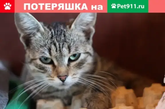 Найдена молодая кошка на ул. Пловдивской