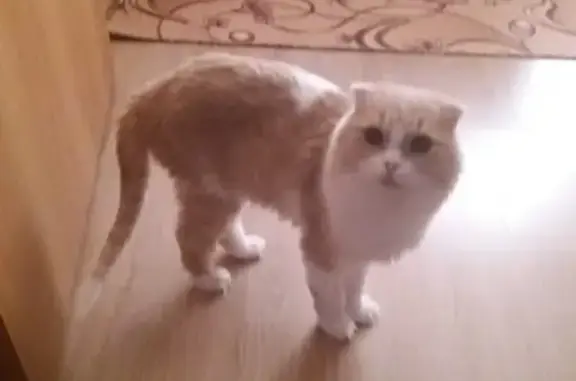 Найден кот с проблемами на задних лапах в Каменск-Уральском.