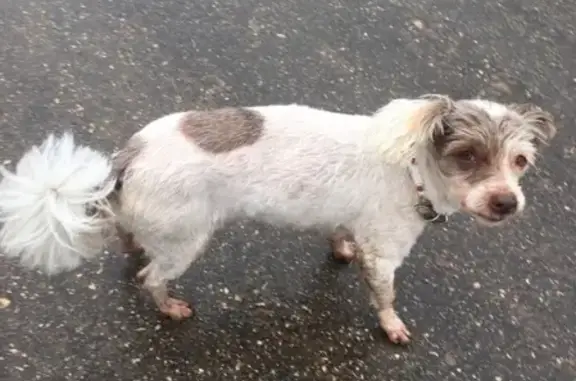 Найдена домашняя собака в Малой Ельне