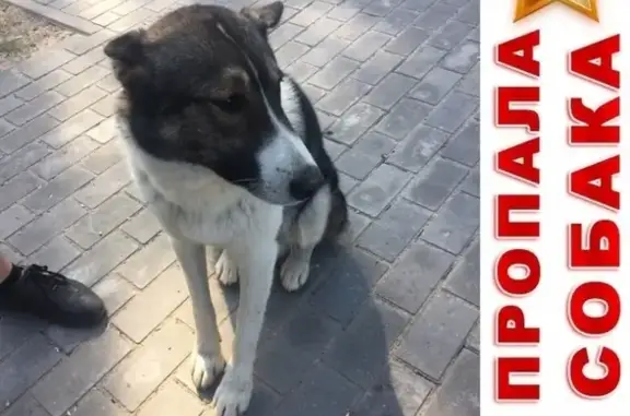 Пропала собака Амур в Ржеве, Тверская область