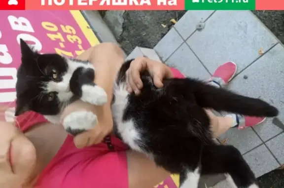 Найдена кошка возле гимназии #9 в Красноярске (с фото)