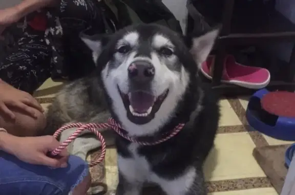 Найдена собака на Пирогова в Ставрополе