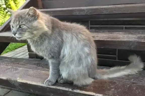 Найден серый кот в деревне Ижора, Лен. обл.