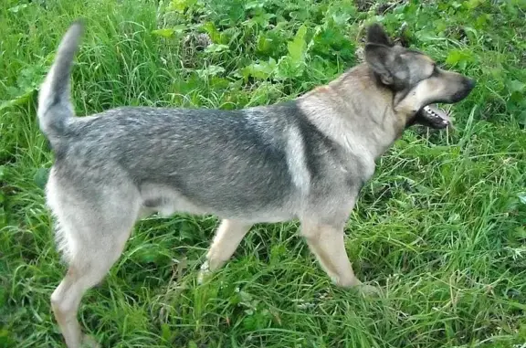 Пропала собака в Привокзальном поселке, Омск