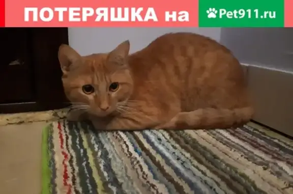 Найден рыжий кот по адресу Архитектора Валерия Зянкина, ищет дом.