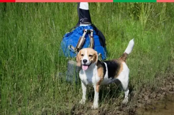 Пропала собака в лесу между Решетихой и Володарском, Нижегородская область