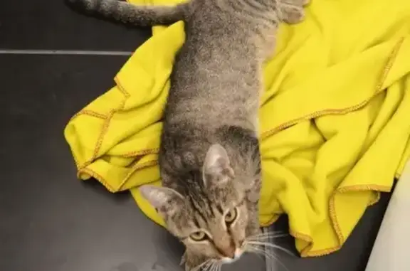 Молодая ласковая кошка найдена в Новороссийске