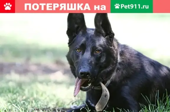 Найдена собака в Москве, Пресненском районе на улице Анатолия Живова