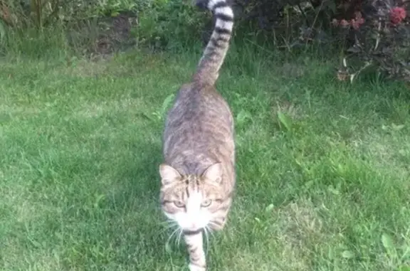 Кошки потеряшки, Металлплощадка, фото: Потеряшка кот Вася, ул. Хрустальная, 84