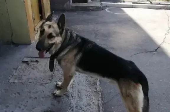 Пропала собака, найдена в Каменки, Воронежская область.