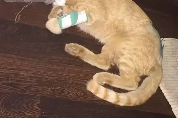 Найден кот на Урицкого с переломами.