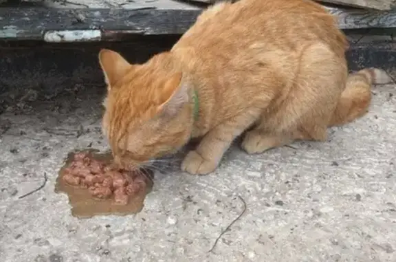 Найден кот на КСК в Чите!