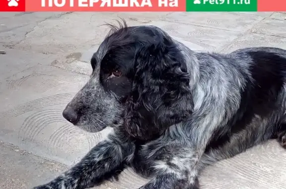 Пропала собака Чак в лесу между Фетинино и Дубровское, Вологодский район