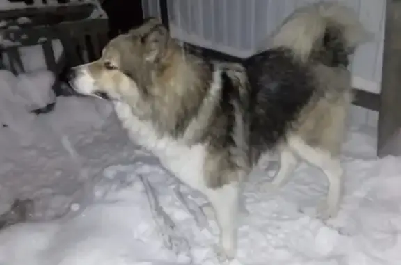 Пропала собака Алтай в Барнауле