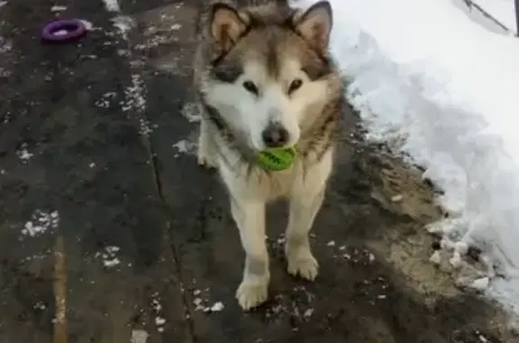 Собаки потеряшки, Тюмень, фото: Потеряшка собака Маломут Бэла на улице Папанинцев