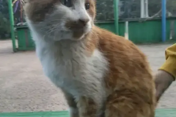 Найден кот в Чите, ищет новый дом