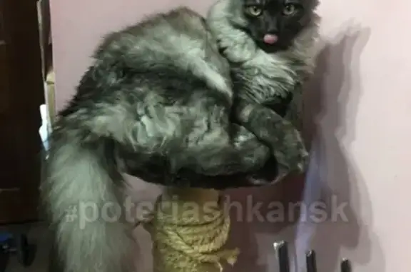 Найдена кошка в Первомайском районе Новосибирска