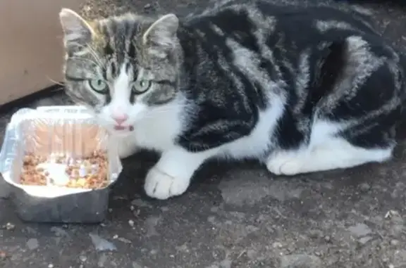 Найден домашний кот в Починке, не боится людей