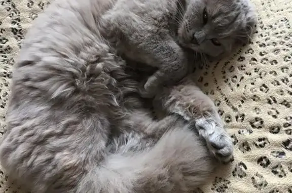 Кошки потеряшки, Зольская, фото: Потеряшка кошка Шотландская на Зольской