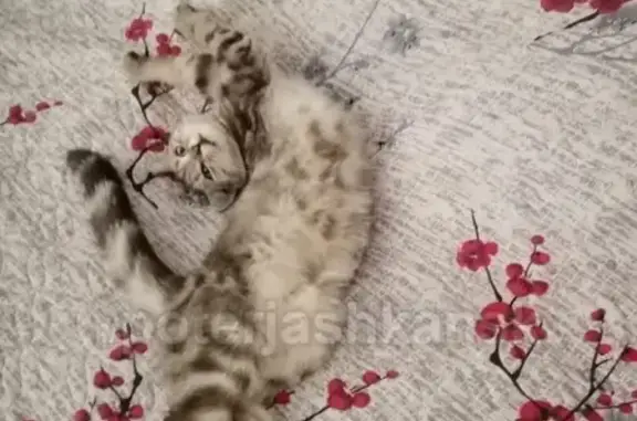 Кошки потеряшки, Новосибирск, фото: Потеряшка кошка в Калининском районе, черный ошейник с замочком, помогите найти!