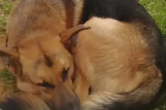 Собака Метис найдена на Ангарской, Москва