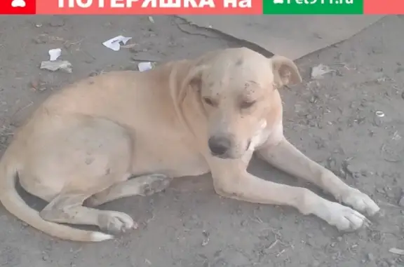 Найдена собака на Брестской, Ростов-на-Дону