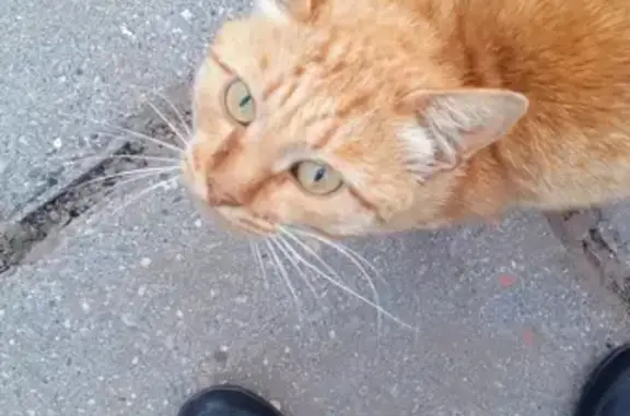 Найден ласковый кот в деревне Конохово