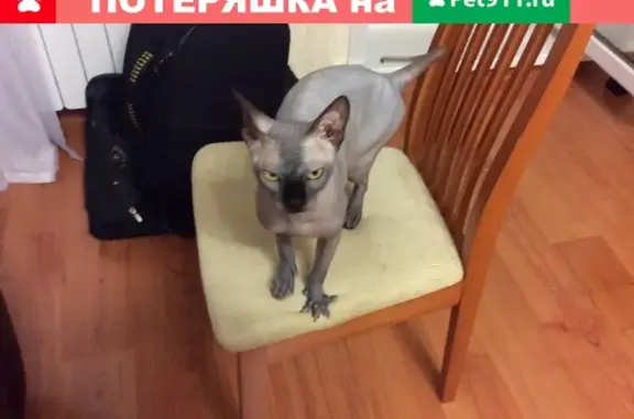 Найден сфинкс-кот на Тухачевского 45в, ищу хозяев