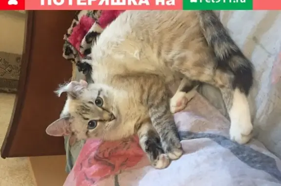 Кошки потеряшки, Москва, фото: Потеряшка кошка в Новоясеневском комплексе (Москва)