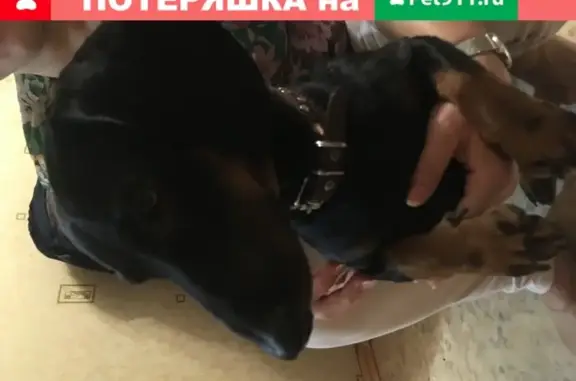 Найдена собака на улице Клименко в Новокузнецке