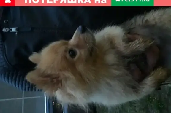 Собака найдена на улице Садовой, Пионерский район, Екатеринбург