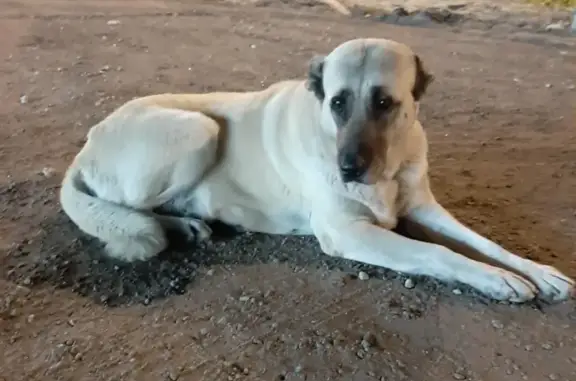 Найдена собака возле Пятерочки в Больших Жеребцах