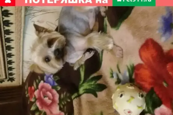 Собаки потеряшки, Москва, фото: Потеряшка Йорк мальчик Кузя на 5-й Магистральной ул., д. 16.