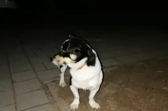 Найдена собака на Ростовской 7 в Калининграде