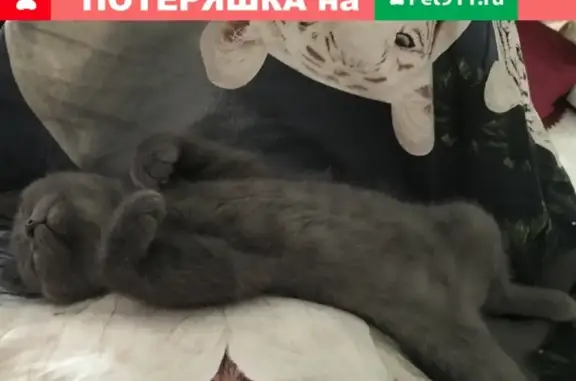 Пропала кошка Буба на ул. Пражская, Белгородская обл.