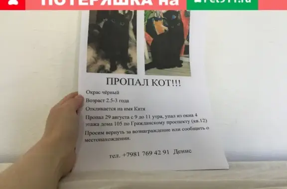 Кошки потеряшки, Санкт-Петербург, фото: Потеряшка кошка Китя на Гражданском проспекте, СПб