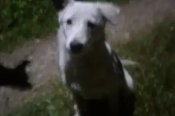 Белая пушистая собака ищет новых хозяев в Наро-Фоминском округе