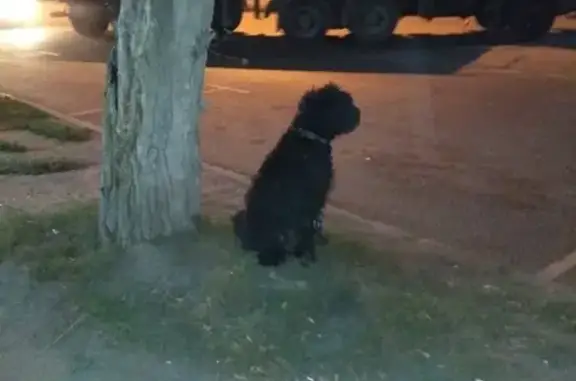 Собака Русского черного терьера найдена на Южнопортовой улице 28Ас18 в Москве.