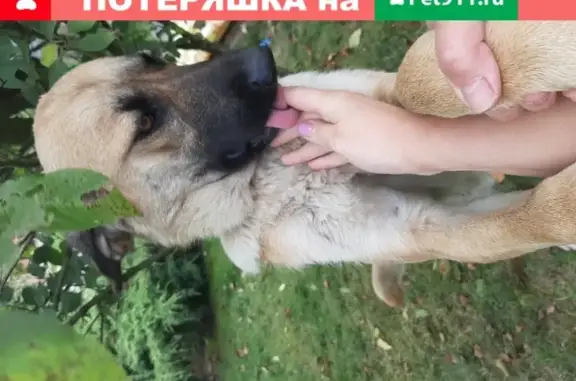 Найдена добрая собачка в Калининграде