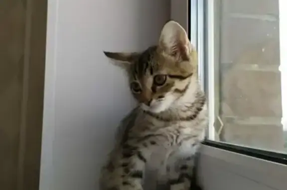 Кошки потеряшки, Москва, фото: Потеряшка кошка на улице Соколиной горы 19, Москва