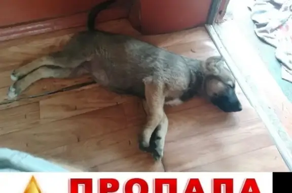 Пропала собака в СНТ Работник Просвещения