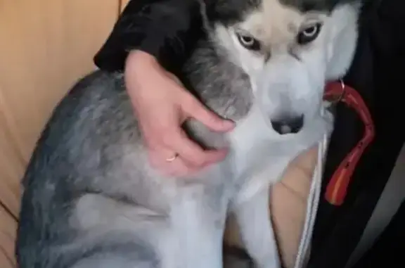 Найдена собака в Волоколамском районе