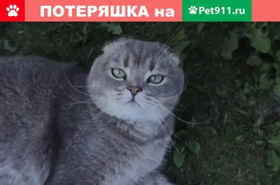 Пропал кот в Барнауле.