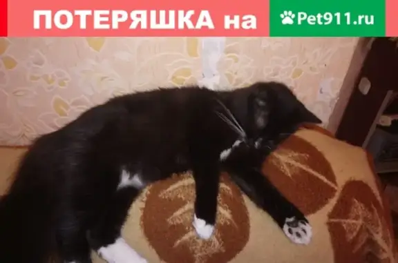 Пропала кошка Маня в Холмском округе, Сахалин.