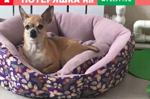 Собаки потеряшки, Кетово, фото: Потеряшка собака в Кетово, Курганская область