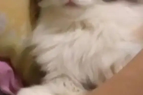 Кошки потеряшки, Курган, фото: Потеряшка кошка в 9 Мкр, вознаграждение 5000 тр.